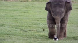 Baby elephant chasing a bird