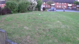 Ducks on housing estate