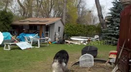 Alaskan Malamute Pinga 'grieves'  now Protects her Koi Carp's Grave