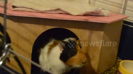Brave guinea pig