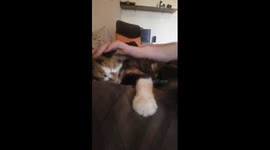 This kitten absolutely loves getting a head massage