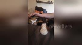 Newsflare Edit - Kitten enjoy head massage