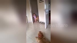 Newsflare Edit - Toddler takes dog for walk