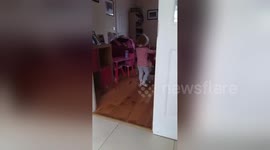 Newsflare Edit - Toddler plays with new kitten