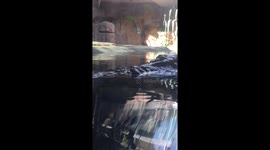 Crocadile close up above and below the water