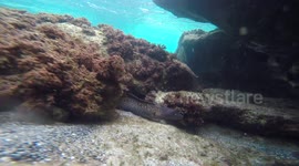 Porto Santo Free Snorkeling Tour -Two moray eels and an octopus