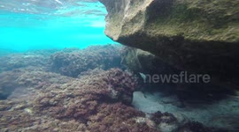 Moray eel passing by