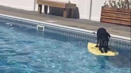 Dog has talented pool routine