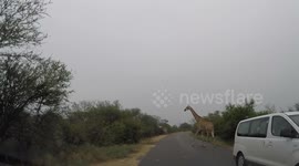 Giraffe Fail