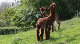 Herd of alpacas given hilarious hairdos
