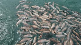 Amazing aerial view of dozens of sea lions resting in Alaska