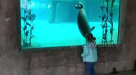 Sea lion absolutely fascinated with little girl at zoo aquarium