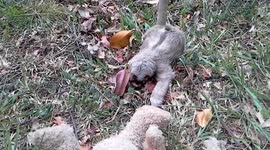 Six-week-old sloth cuddles teddy bear