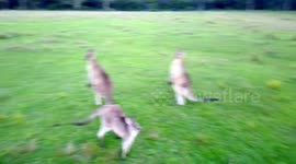 Kangaroo leaps at drone as it hovers above