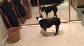 Frank In The Mirror