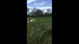Easter Day lamb riding his mums back
