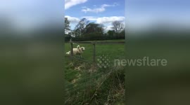 Newsflare Edit - Easter Day lamb riding his mums back