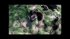 Newsflare Edit - Otter lunges at GoPro in comical 'attack'