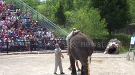 Trainer Falls off Elephant African Lion Safari!