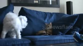Cat Vs. Dog