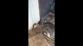 Baby wombat rolls over for kangaroo to scratch its belly