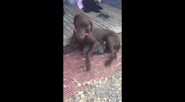 Baby wombat and a baby fox become friends