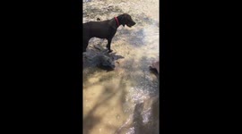 Proof wombats can swim part 1