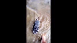 Proof wombats can swim part 2