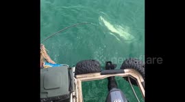 Man jumps on shark and it attacks him as he wrestles it