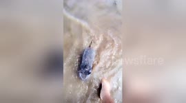 Newsflare Edit - Proof wombats can swim part 2