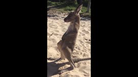 Baby roo on the beach