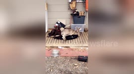Newsflare Edit - Roo and dog best friends