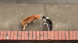 Cats have epic showdown on street