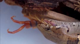 Lizard swallows giant centipede whole