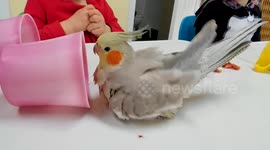 Cockatiel Phoebe take an Impromptu Bird Bath during Snack Time