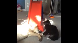 Labrador and Kitten adorably fighting lol