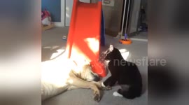 Newsflare Edit - Labrador and Kitten adorably fighting lol
