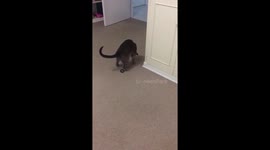 Gymnast cat