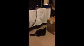 Cats playing catches
