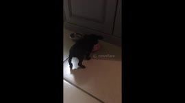 Coco's first meal at home