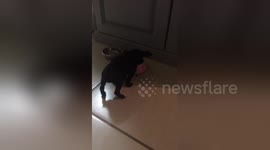 Newsflare Edit - Coco's first meal at home
