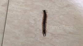 Huge nope found dead in my house