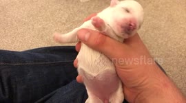 Five-day-old puppy is too cute