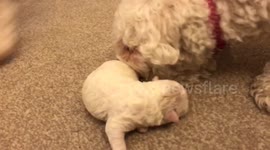 Adorable footage of a five-day-old puppy on a mission for milk