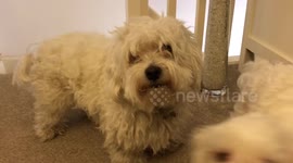 Cute maltipoo dogs - father and daughter