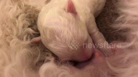 Cute 5 Day Old Maltipoo Puppy Feeding