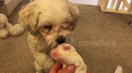 5 day old puppy up close