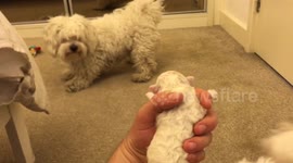 Fully grown dog scared of five-day-old puppy
