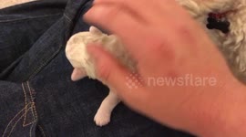 5 day old puppy not even opened its eyes yet