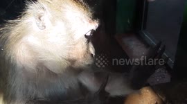 Crab-eating macaque grooming herself